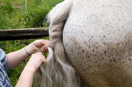 How to Plait a Horse's Tail, Show Horse Presentation