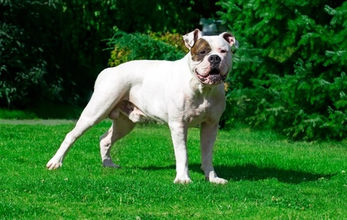 American bulldog and store kids