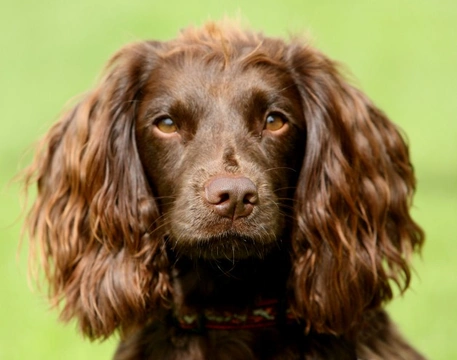 Different types of cheap spaniel dogs