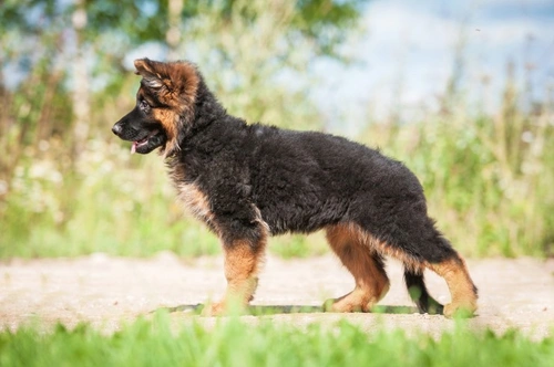 Non pedigree sales german shepherd