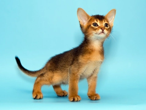 Tamest sales cat breed