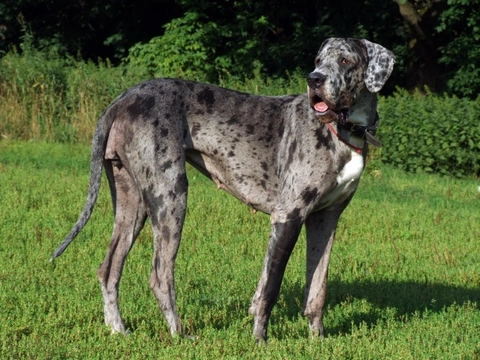 English dog hot sale breeds large