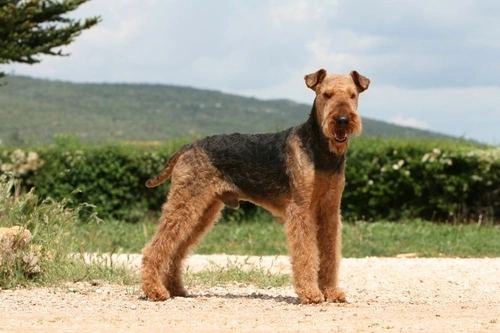 Cerebellar Abiotrophy In Dogs Pets4Homes