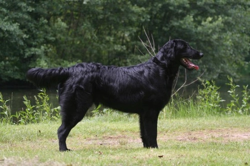 Blonde flat coated clearance retriever