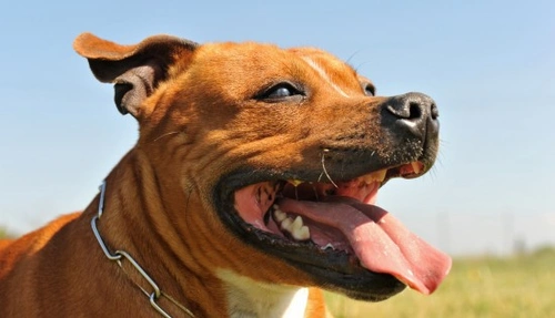 Investigating ‘Aggressive Breed’ Stereotypes | Pets4Homes