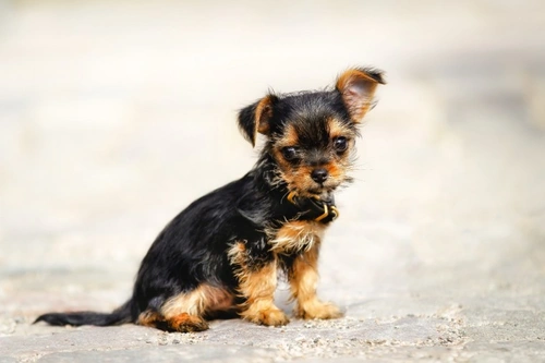 Half chihuahua hot sale half yorkshire terrier