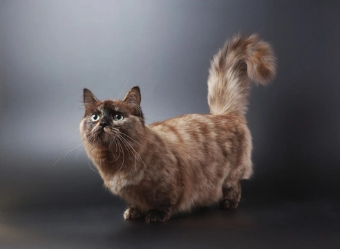 Micro best sale cat breed