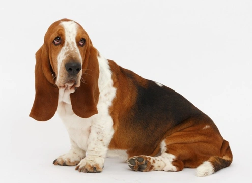 Long eared 2024 basset hound