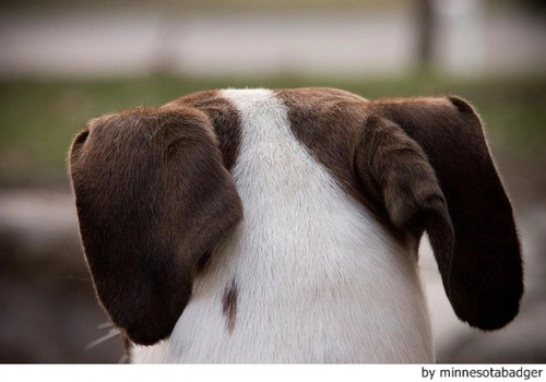 cómo puedes saber de qué raza son las orejas de un perro