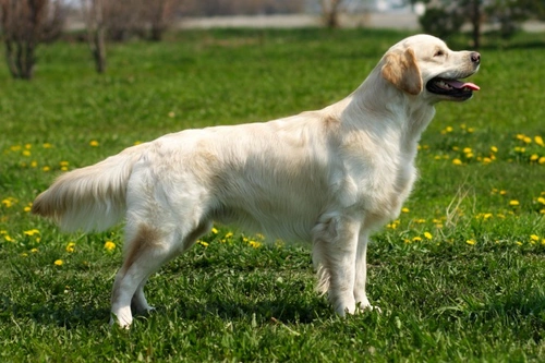 Progressive Retinal Atrophy (GR-PRA1) testing for the golden retriever ...