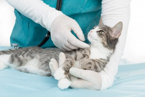 Dealing With Feline Infectious Peritonitis (fip) 