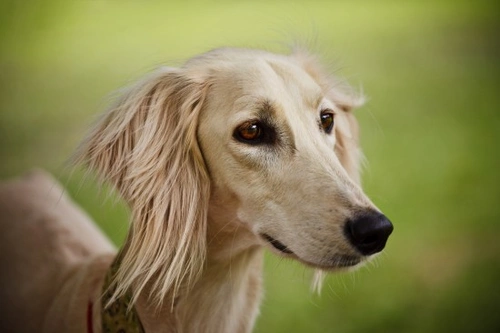 Long haired 2024 saluki dog