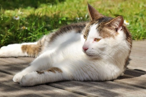 Cats, hot weather and heatstroke | Pets4Homes