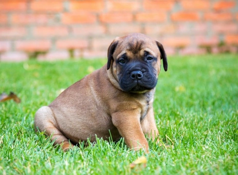 Guard clearance dog bullmastiff