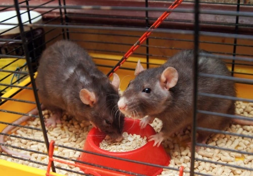 How to Teach Your Rat Tricks | Pets4Homes