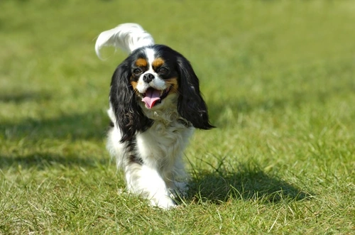 Heart murmurs in the Cavalier King Charles spaniel | Pets4Homes