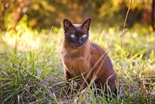 Longest living cat store breed