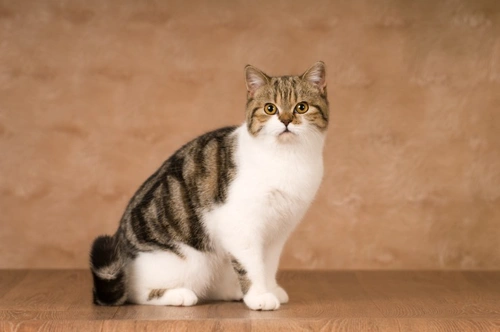 American shorthair hot sale life expectancy