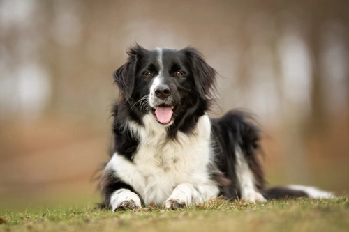 Nature or nurture: What makes a dog? | Pets4Homes