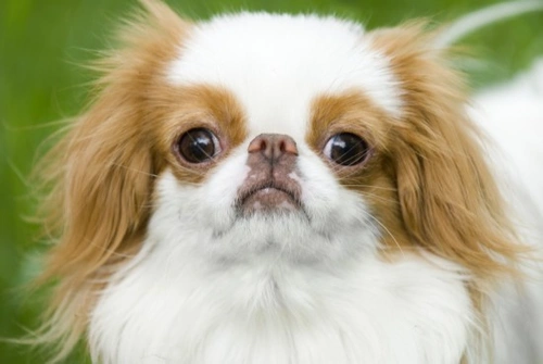 Japanese chin and store long hair chihuahua