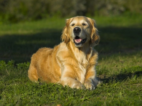 Small dogs store bark the loudest