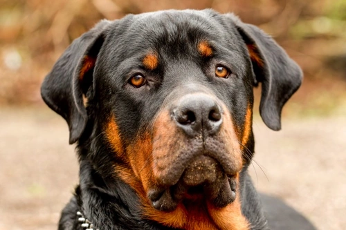 Recognising the symptoms of cancer in Rottweilers | Pets4Homes