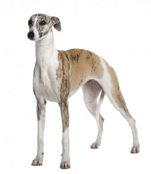 Dog breed smaller than a greyhound but just as 2024 fast