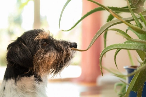 Did You Know That Aloe Vera Is Toxic To Dogs? | Pets4Homes