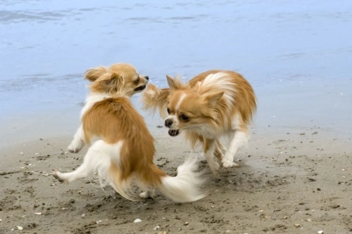 When Dogs don't get along together | Pets4Homes