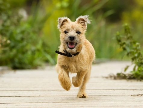 Why It Is Important Not To Over-Exercise Puppies | Pets4Homes