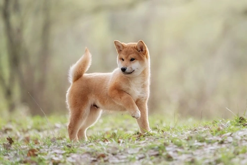 Dog shiba inu store puppy