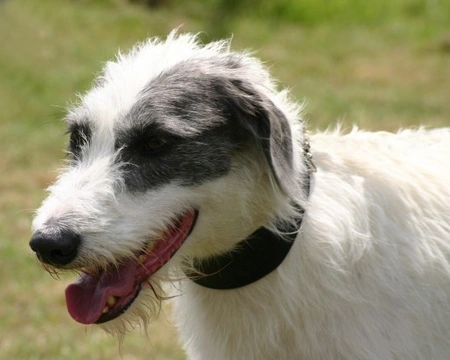 Long best sale haired lurcher