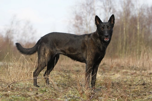 Exotic blue hot sale dutch shepherd