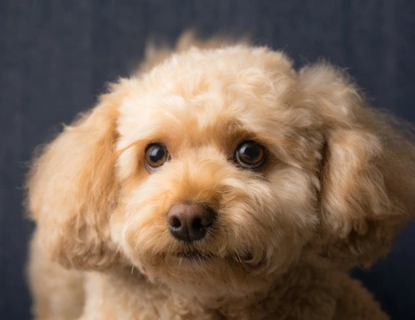 Cavapoo cross best sale bichon frise