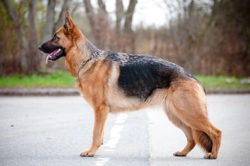 Traditional store german shepherd