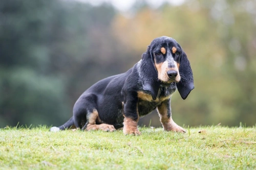 Basset blue best sale