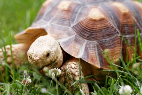 Are tortoises affectionate pets? | Pets4Homes