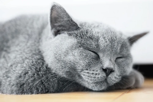 The Ten Laziest Cat Breeds | Pets4Homes