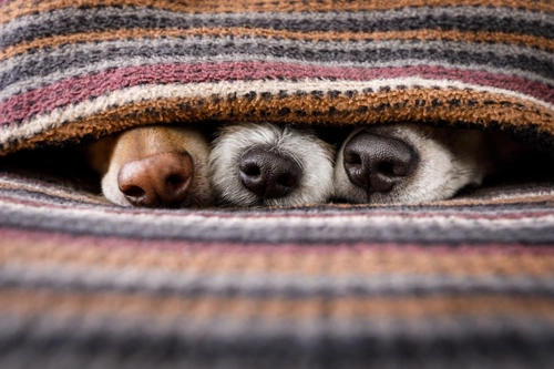 when-to-worry-about-cold-symptoms-in-dogs-pets4homes