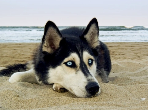 Siberian store husky shed