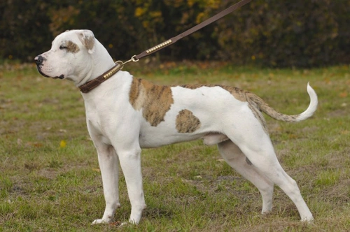 Pedigree store american bulldog