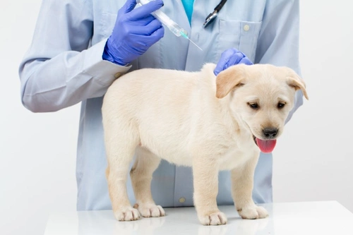 Puppy vaccinations - How, when and why | Pets4Homes