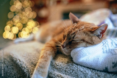 do-cats-sleep-more-in-winter-pets4homes