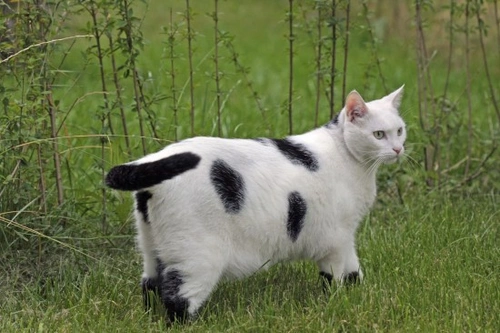 How to tell if your cat is overweight - and what to do about it ...