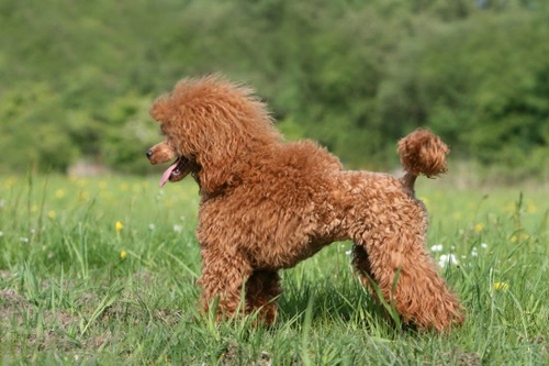 Standard poodle 2024 genetic testing