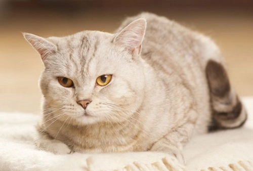 Cat Dandruff - Causes and Treatment | Pets4Homes