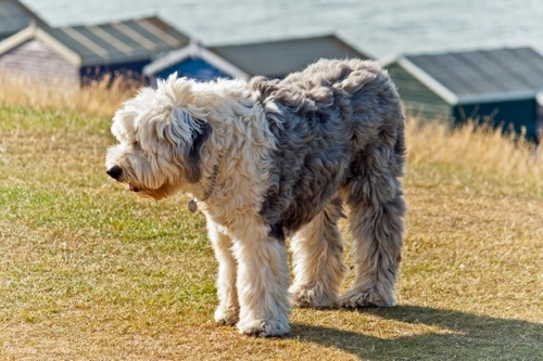 Best brush for store old english sheepdog