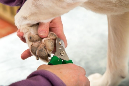 How to Keep Your Dogs Nail's Nicely Trimmed | Pets4Homes