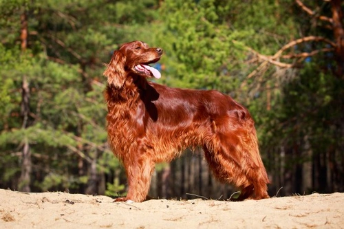 Health Issues Commonly Seen in Irish Setters | Pets4Homes