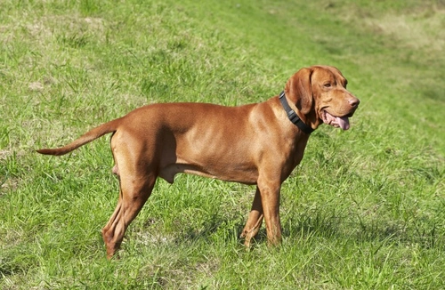 Vizsla inflammatory polymyopathy in the Hungarian Vizsla | Pets4Homes